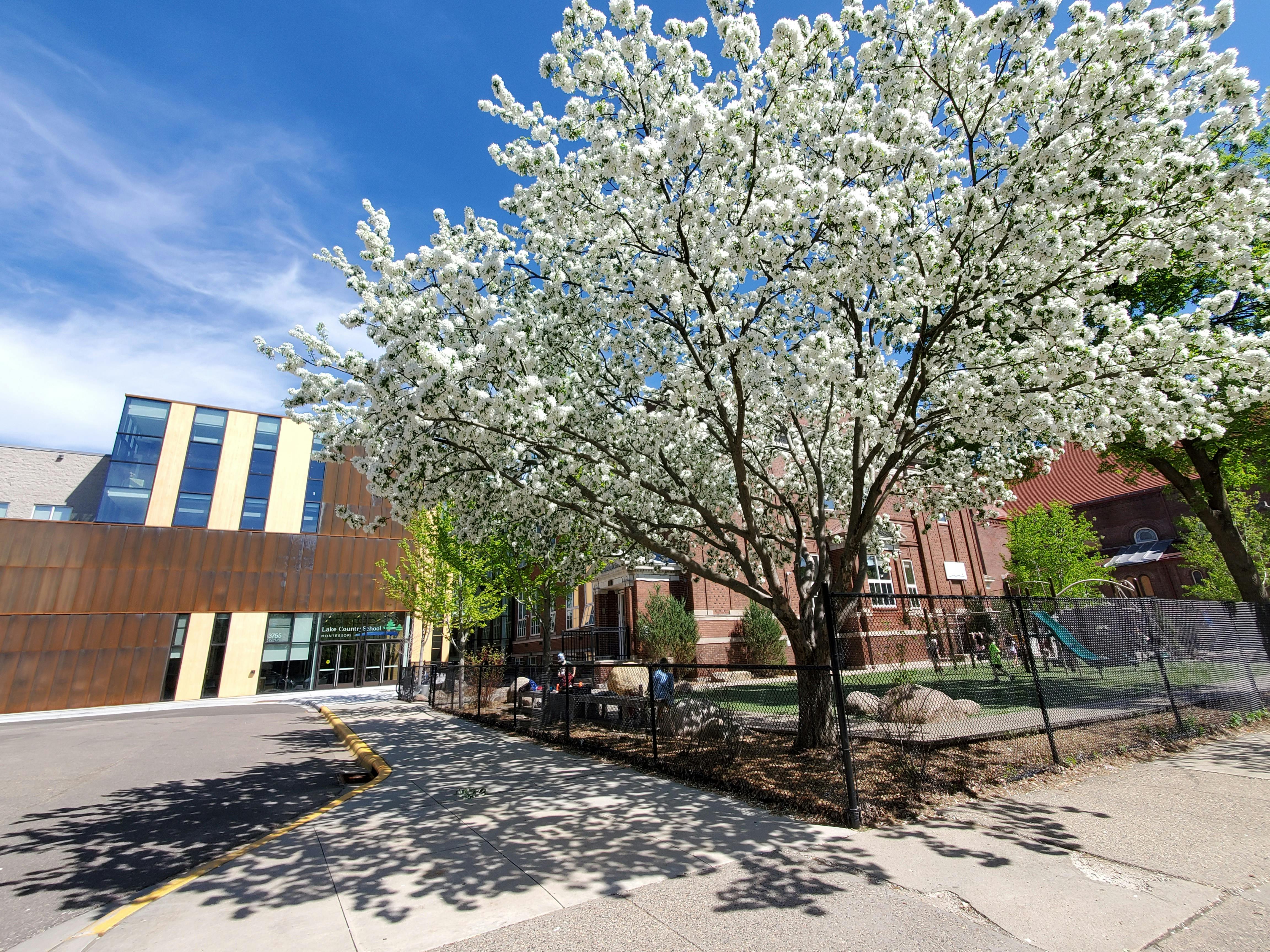 Flowering tree in front of a building with a modern facade