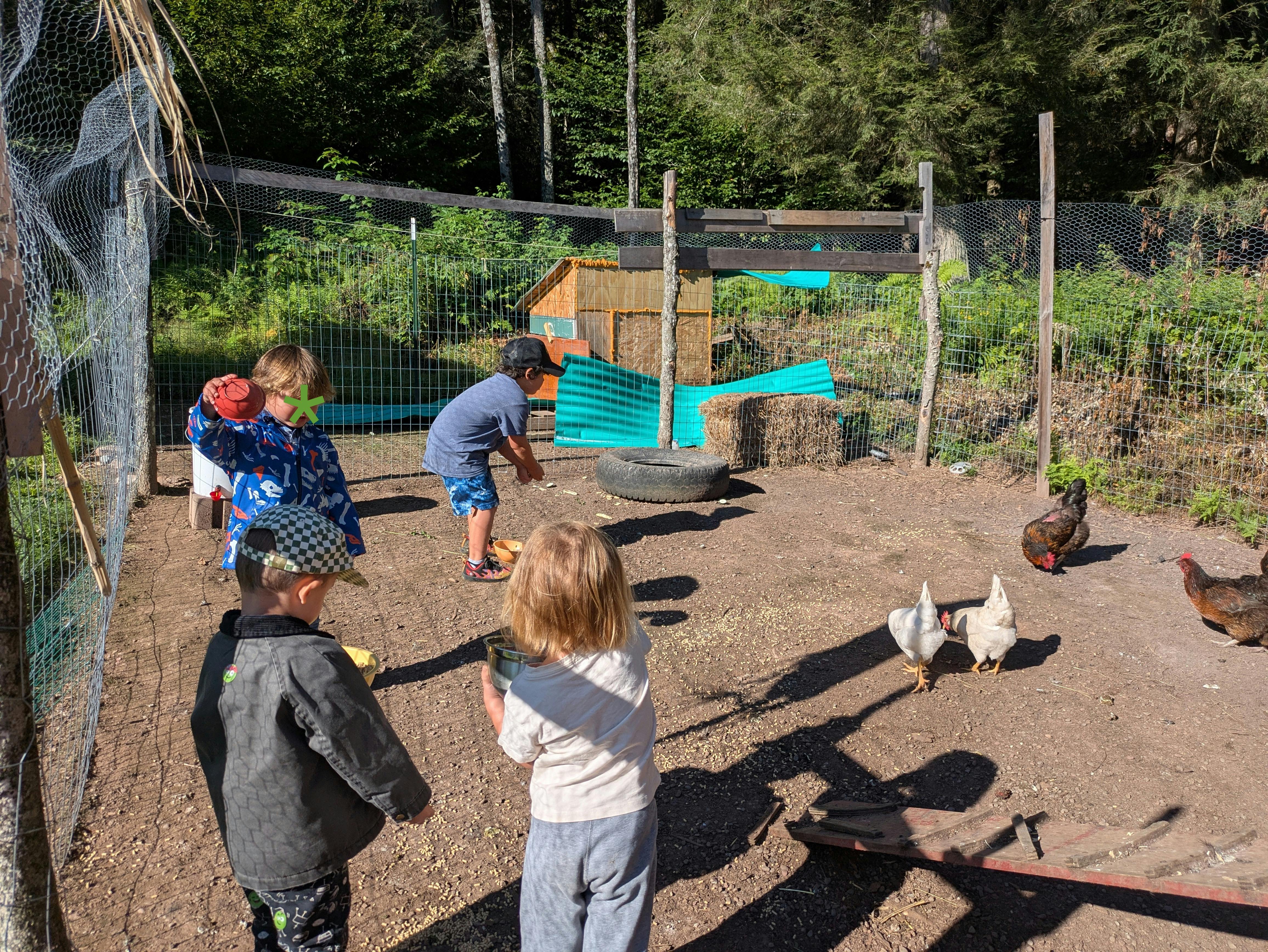 Children feeding chickens in a fenced enclosure