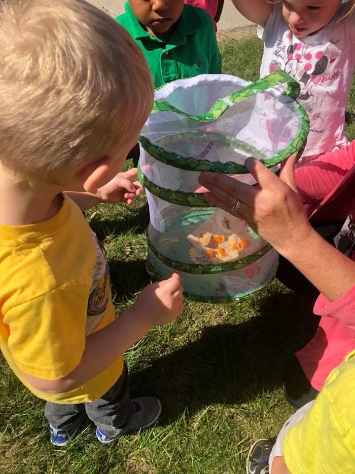 Children looking at a butterfly habitat