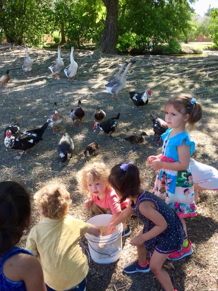 Children feeding ducks and geese from a bucket