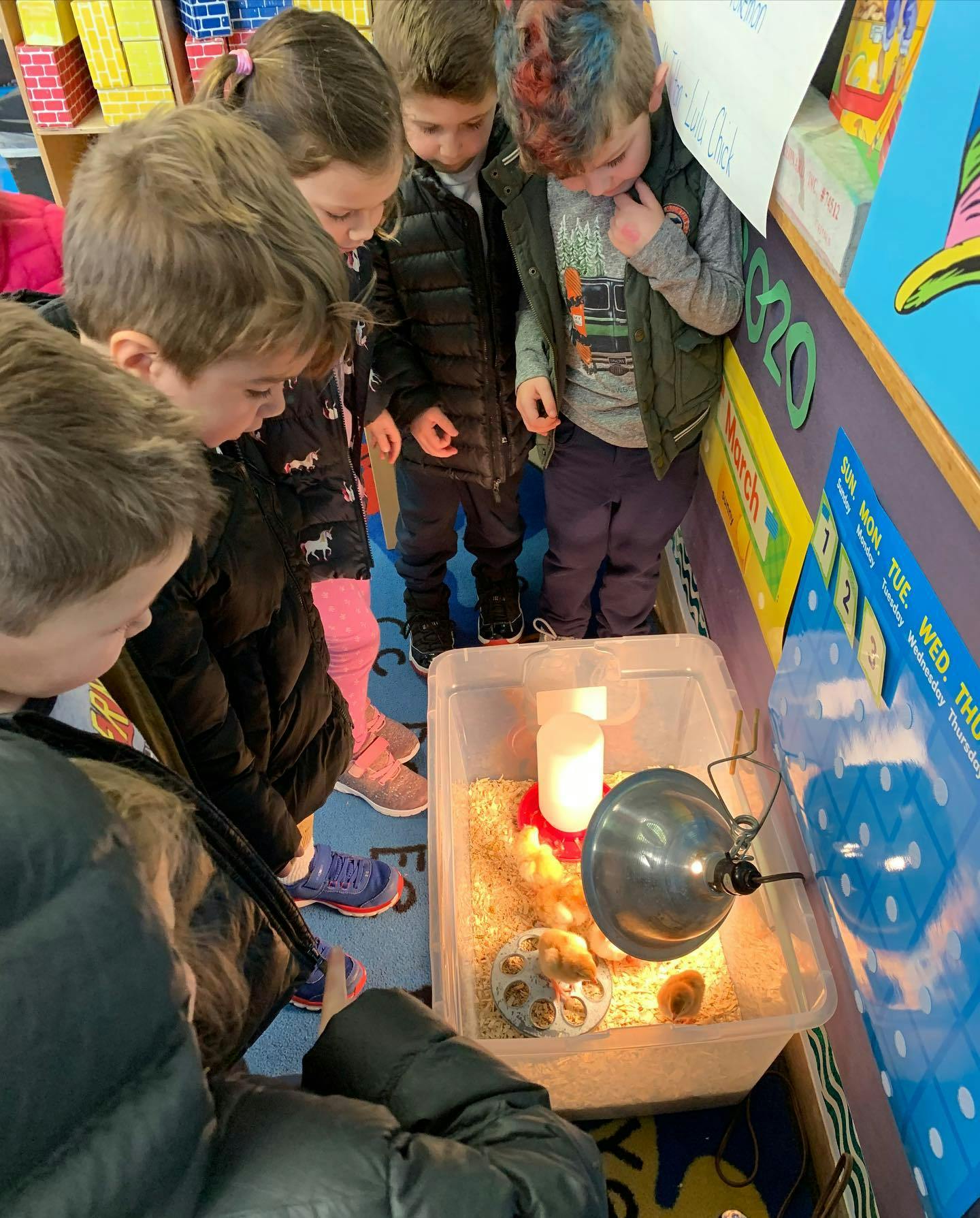 Children looking into a container with chicks and a heat lamp
