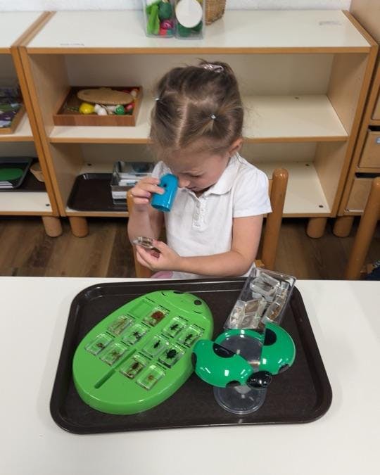 Child examining a preserved insect sample with a magnifying glass