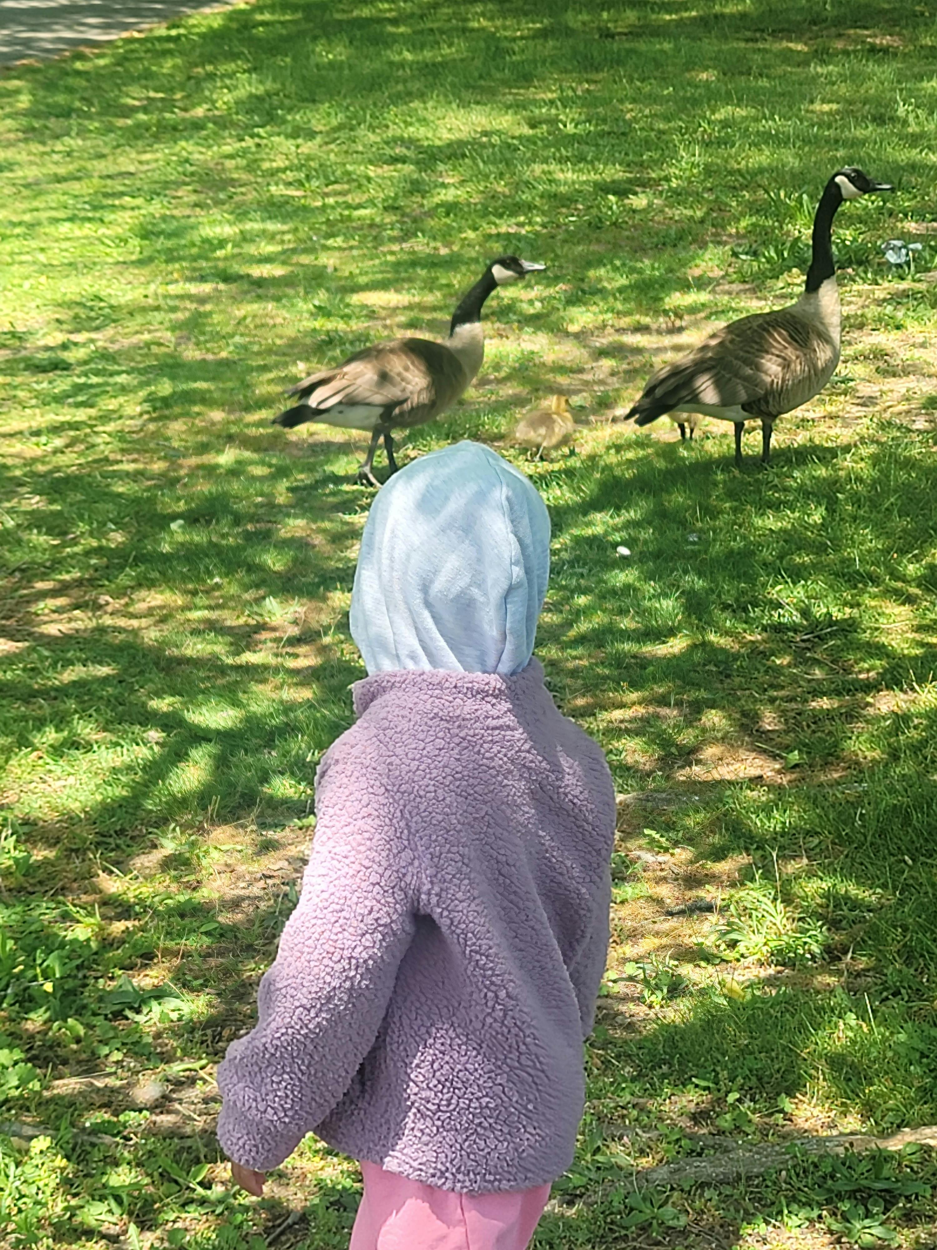Child in a purple jacket looking at geese and goslings on grass