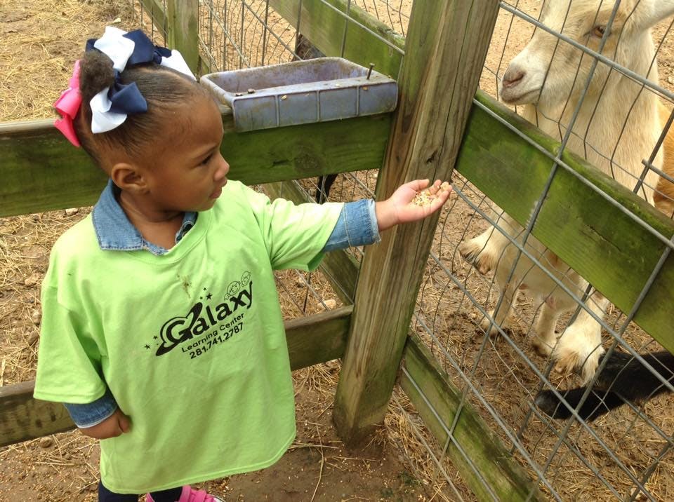 Child feeding an animal through a fence