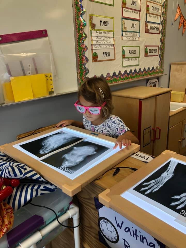 Child in pink glasses looking at animal x-rays on a light table