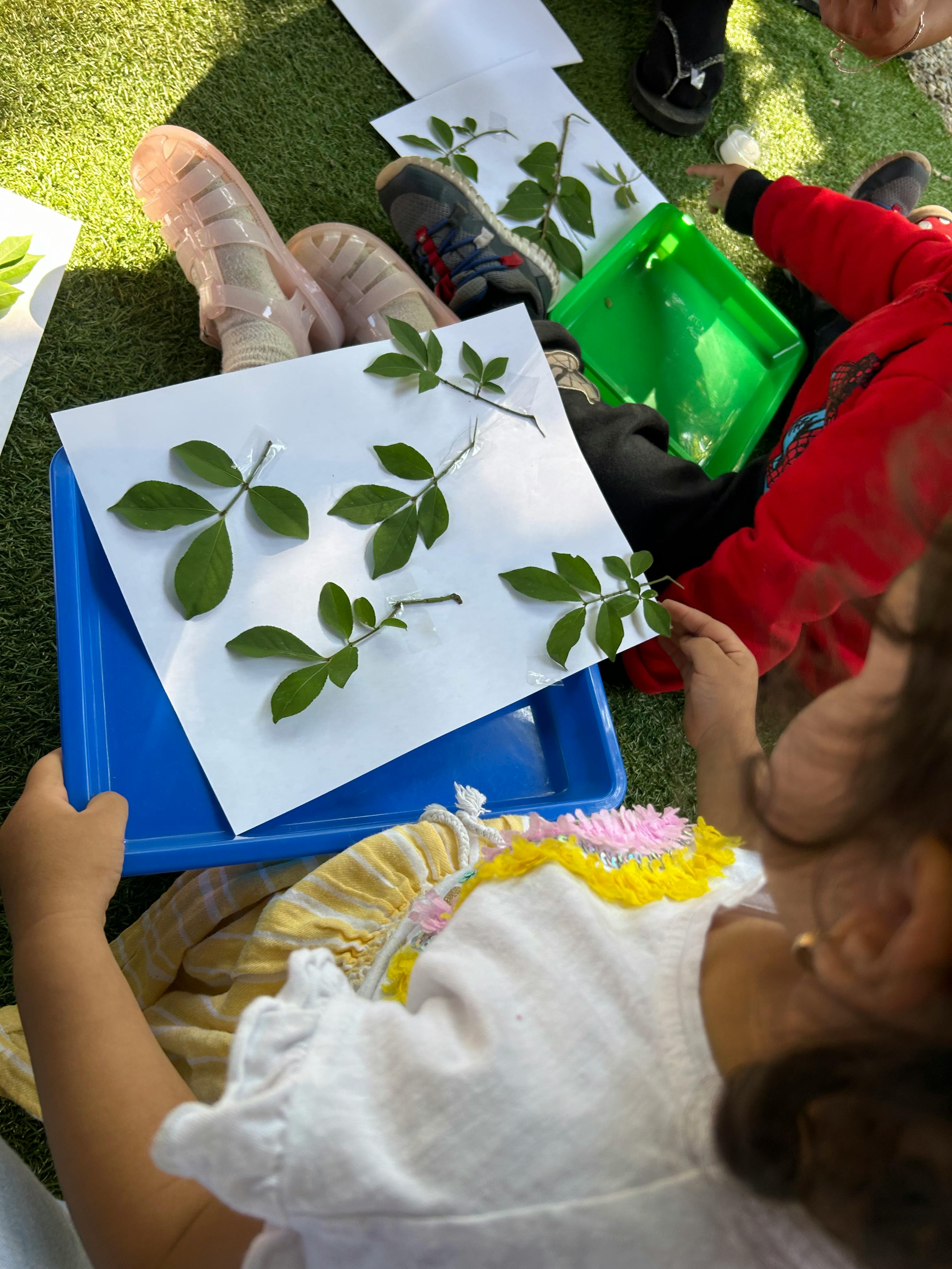 Child arranging leaves on a white paper on a blue tray