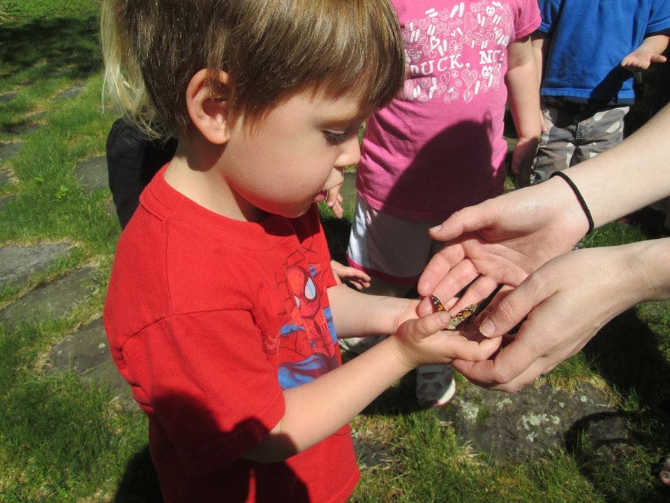 Child looking at an insect in cupped hands