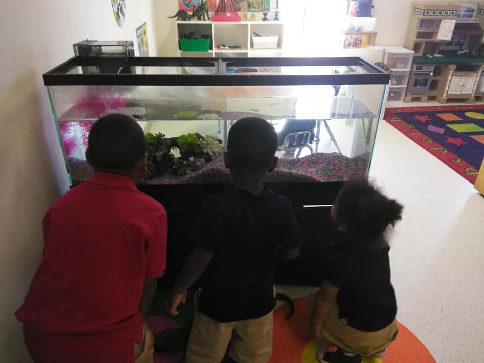 Three children looking into a large fish tank