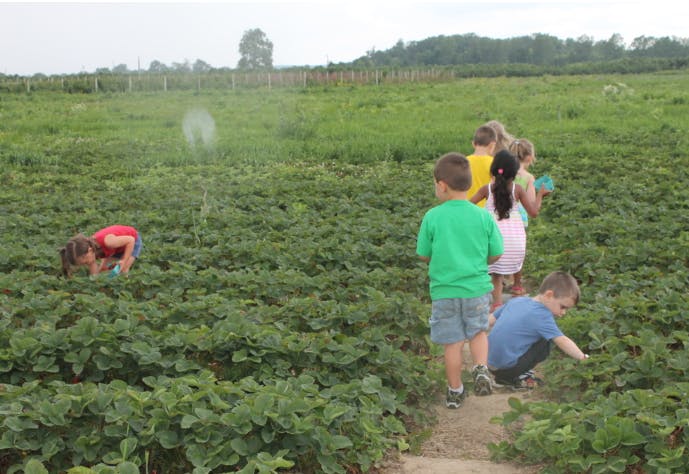 Children picking berries in a field