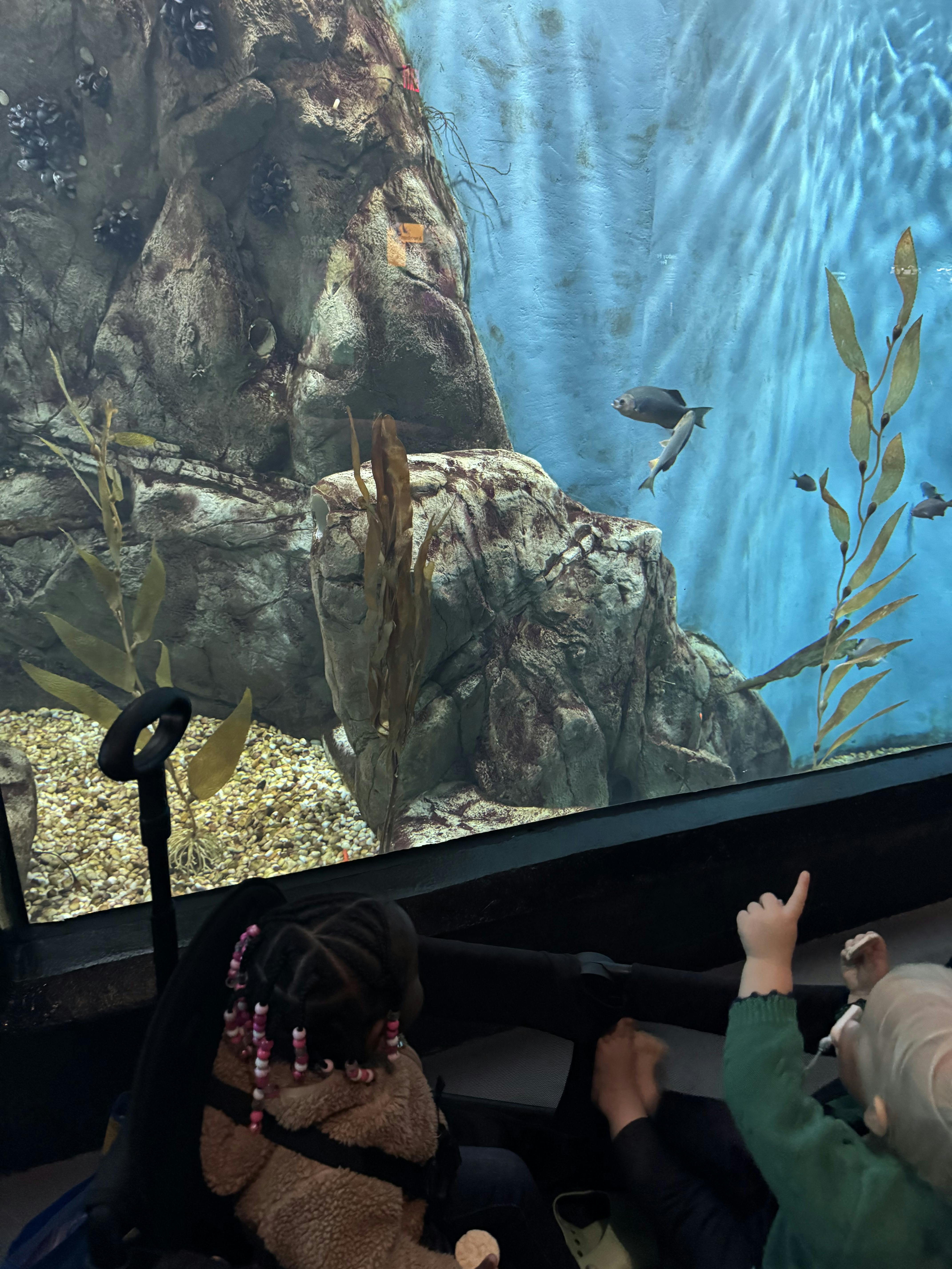 Children in a stroller looking at fish in an aquarium