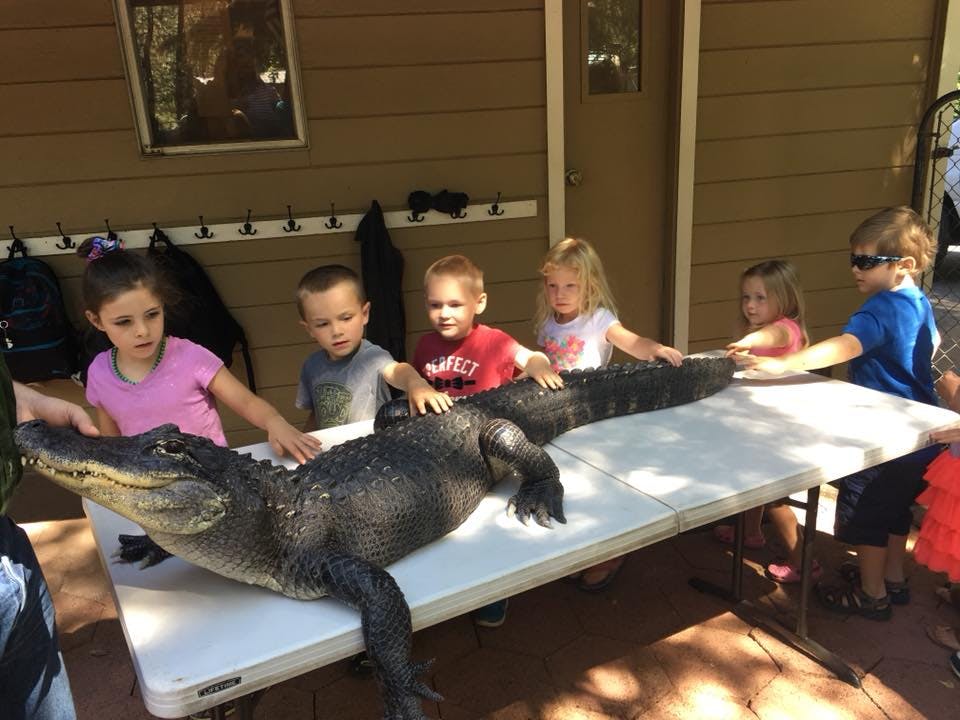 Children touching an alligator on a table