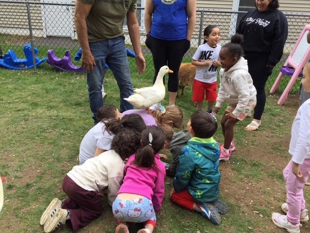 Children gathered around an adult duck on the grass with adults watching