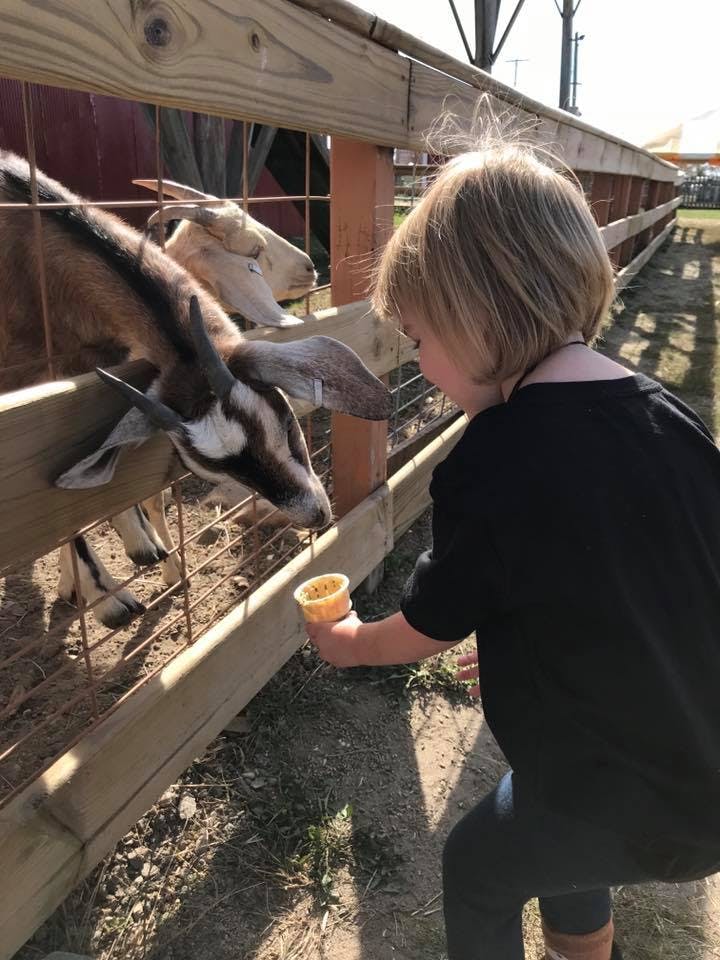Child feeding a goat through a fence