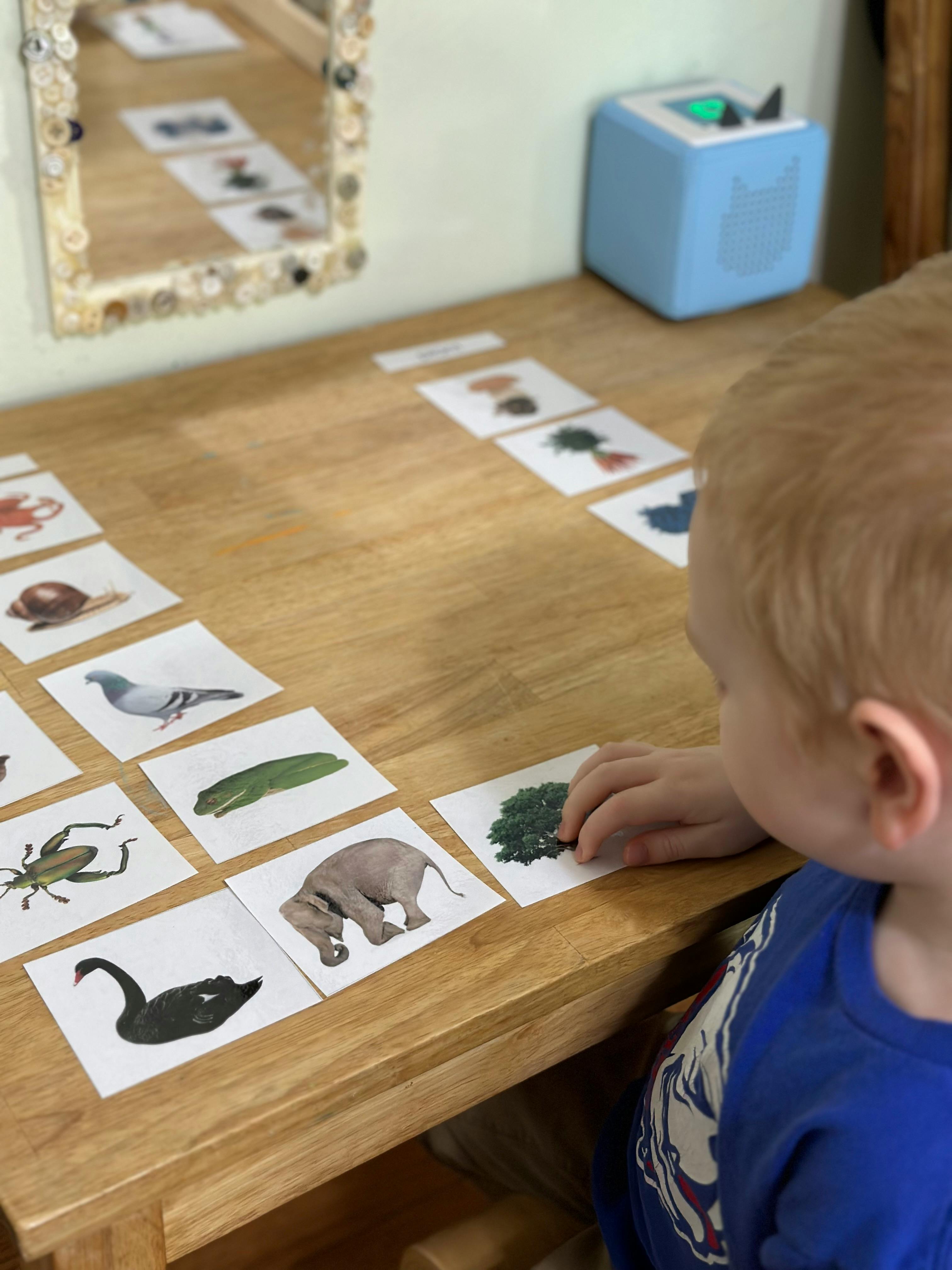 Child playing with animal and plant picture cards on a wooden table