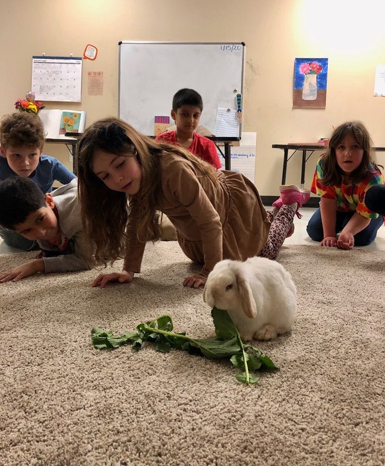 Children on floor watching a rabbit eat greens