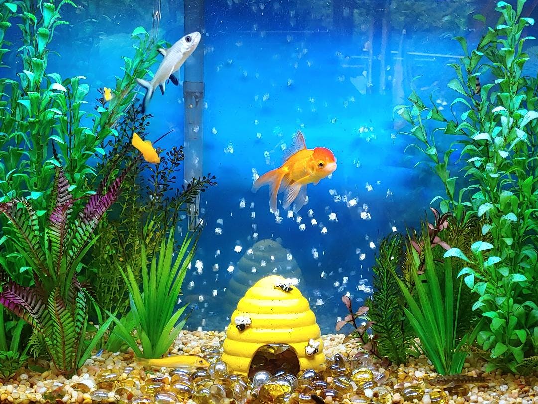 Fish swimming in an aquarium with plants and a beehive decoration