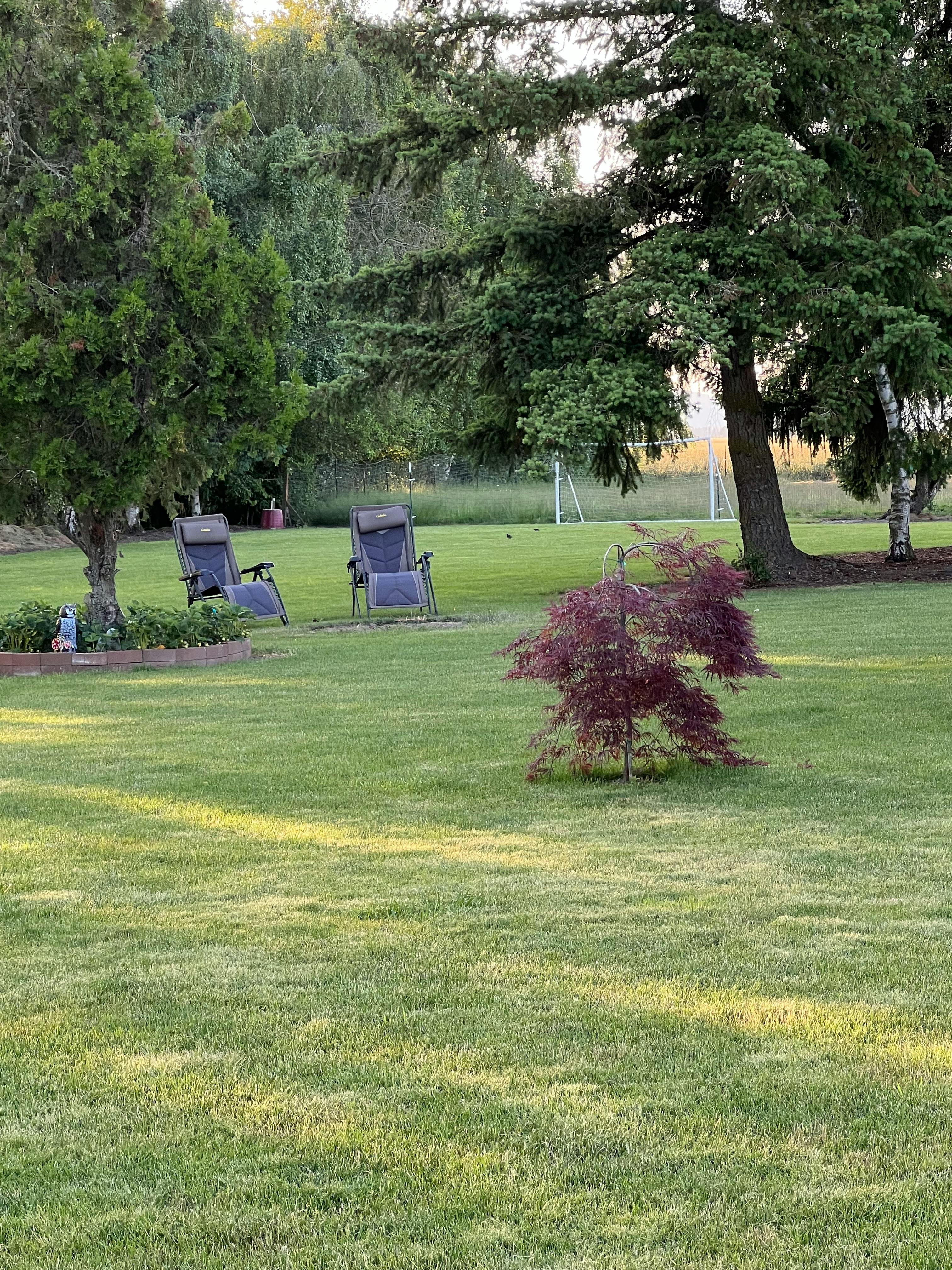 Two chairs on a lawn with trees and a small red-leafed plant