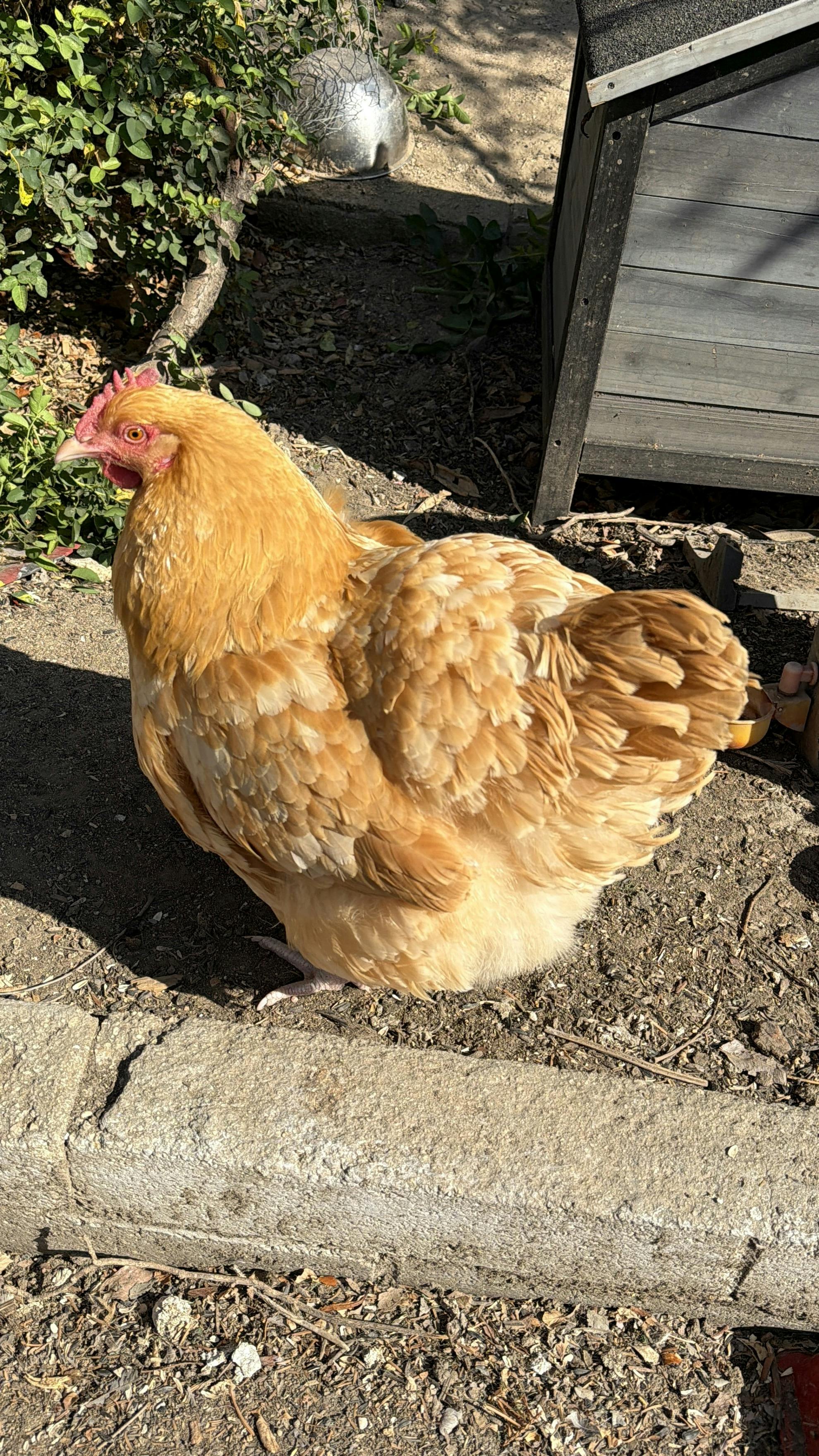 A buff-colored hen standing on dirt near a coop