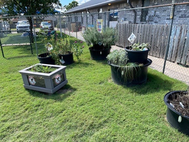 Various potted plants and a raised planter box on a grassy area