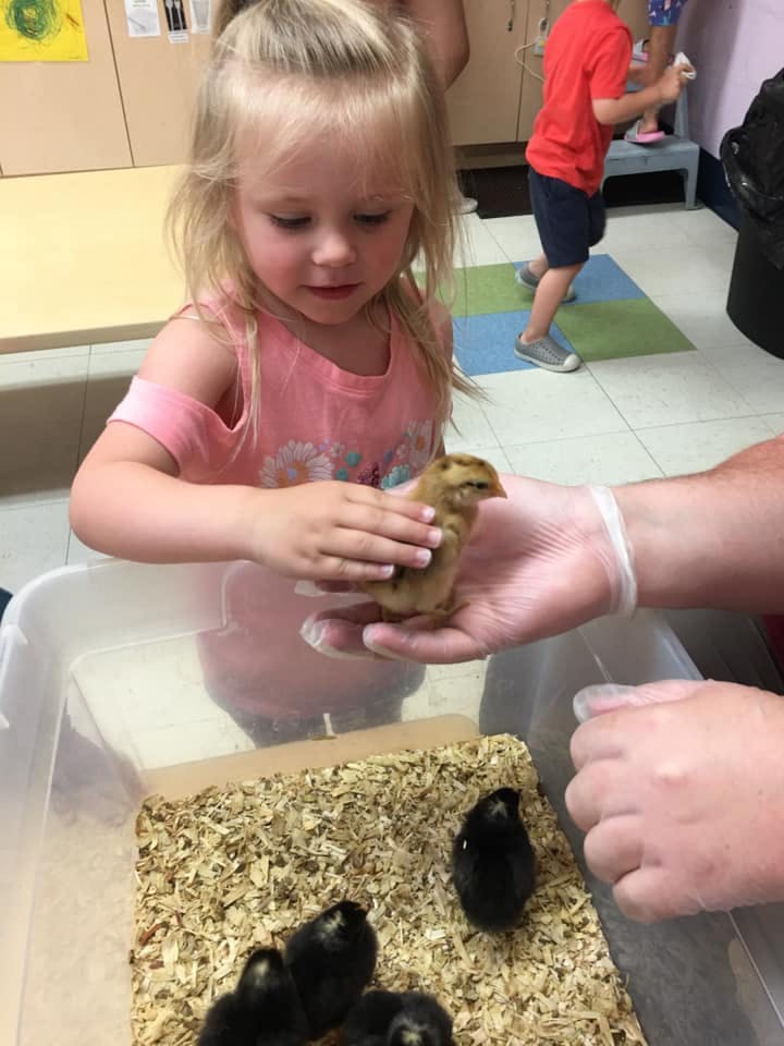 Child holding a chick in their hands