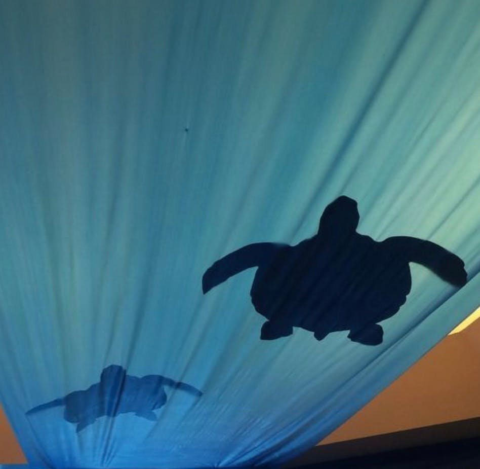 Two turtle silhouettes on a blue background