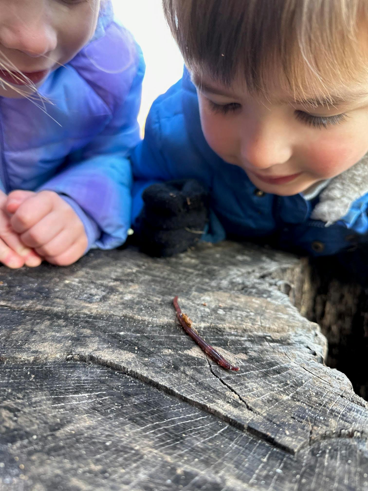 Two children looking at a worm on a tree stump