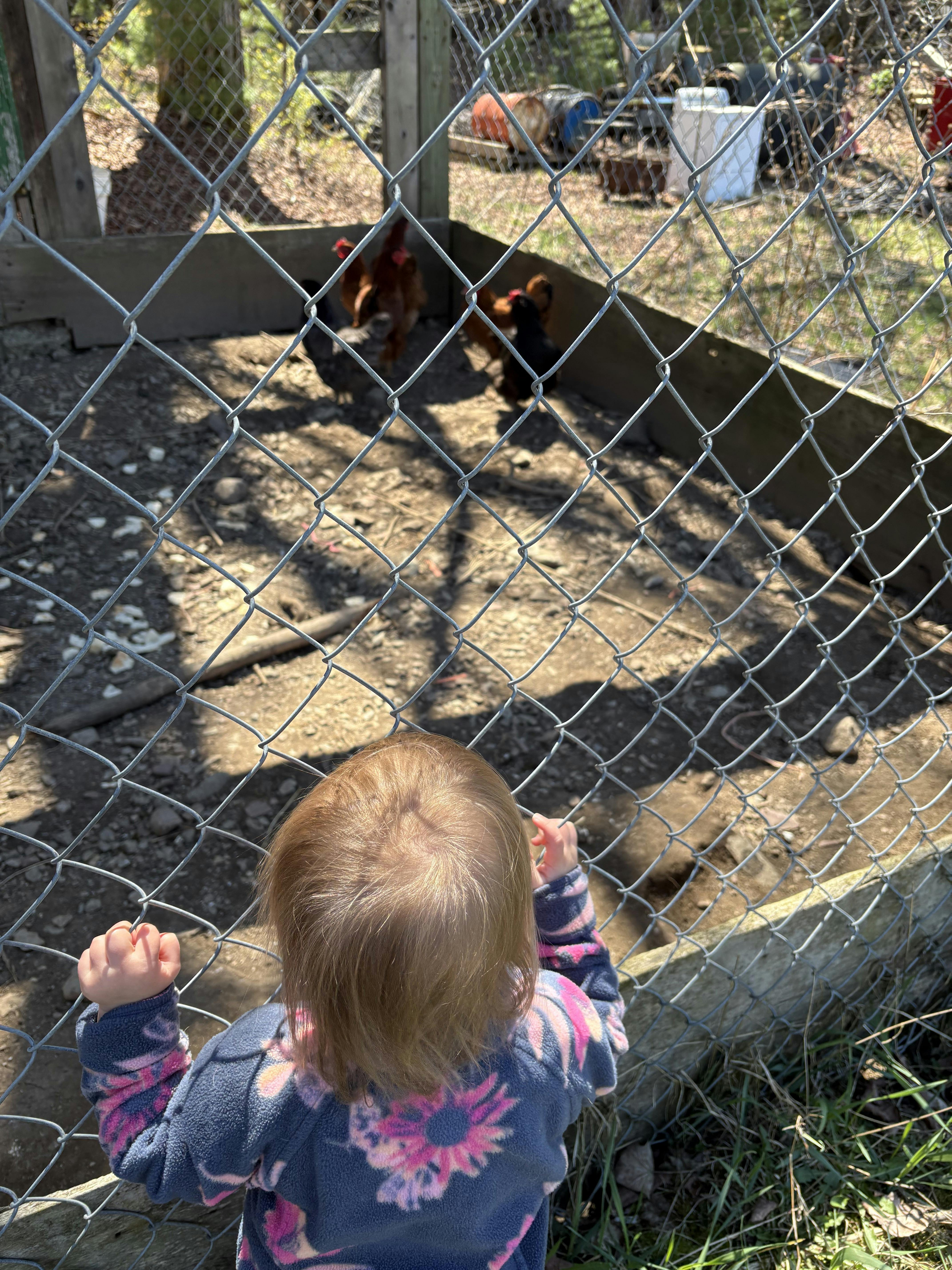 Child looking through a chain-link fence at chickens in a coop