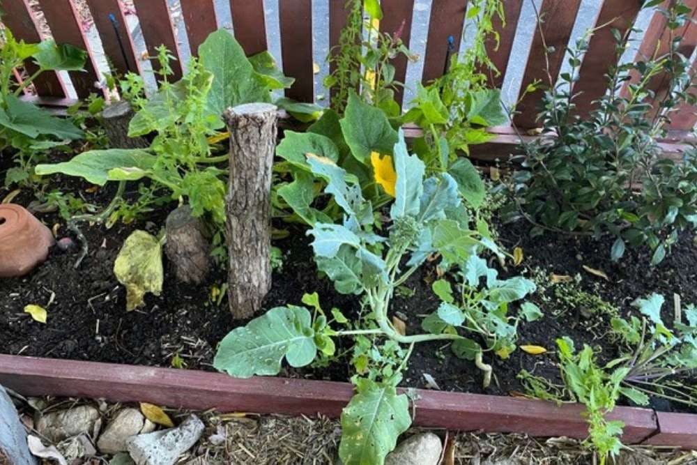 Garden bed with young broccoli and squash plants