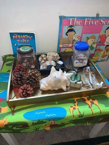 Tray with pinecones, seashells, and jars on a table with a children's tablecloth