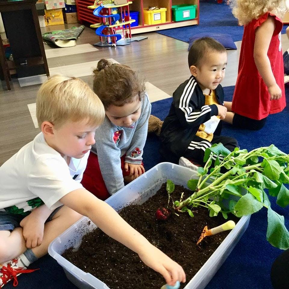 Children playing with soil and plants in a container
