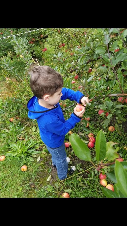 Child picking an apple from a tree in an orchard