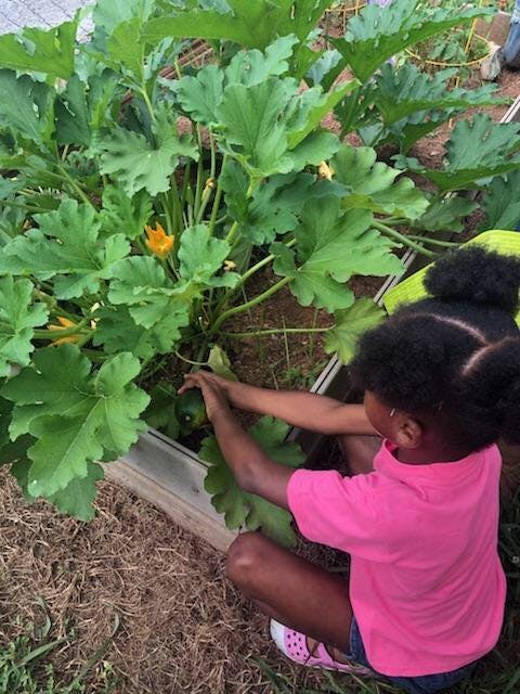 Child tending to a large plant with green leaves and yellow flowers