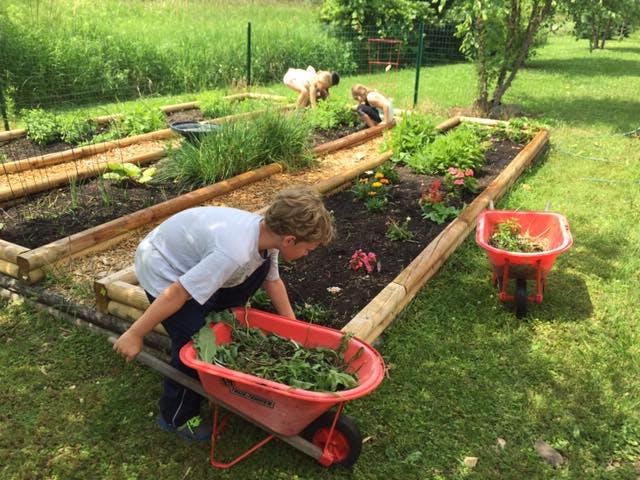 Child pushing a wheelbarrow full of weeds in a garden