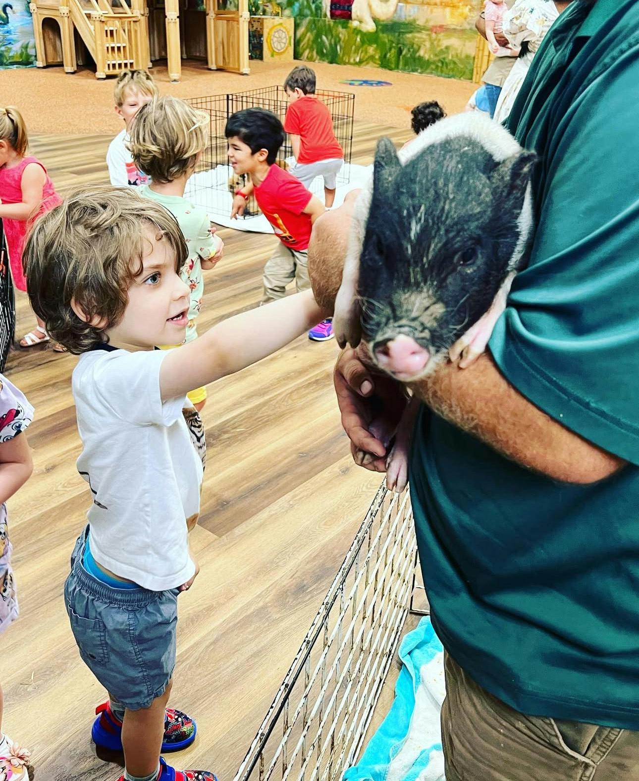Child reaching out to touch a small pig held by a person