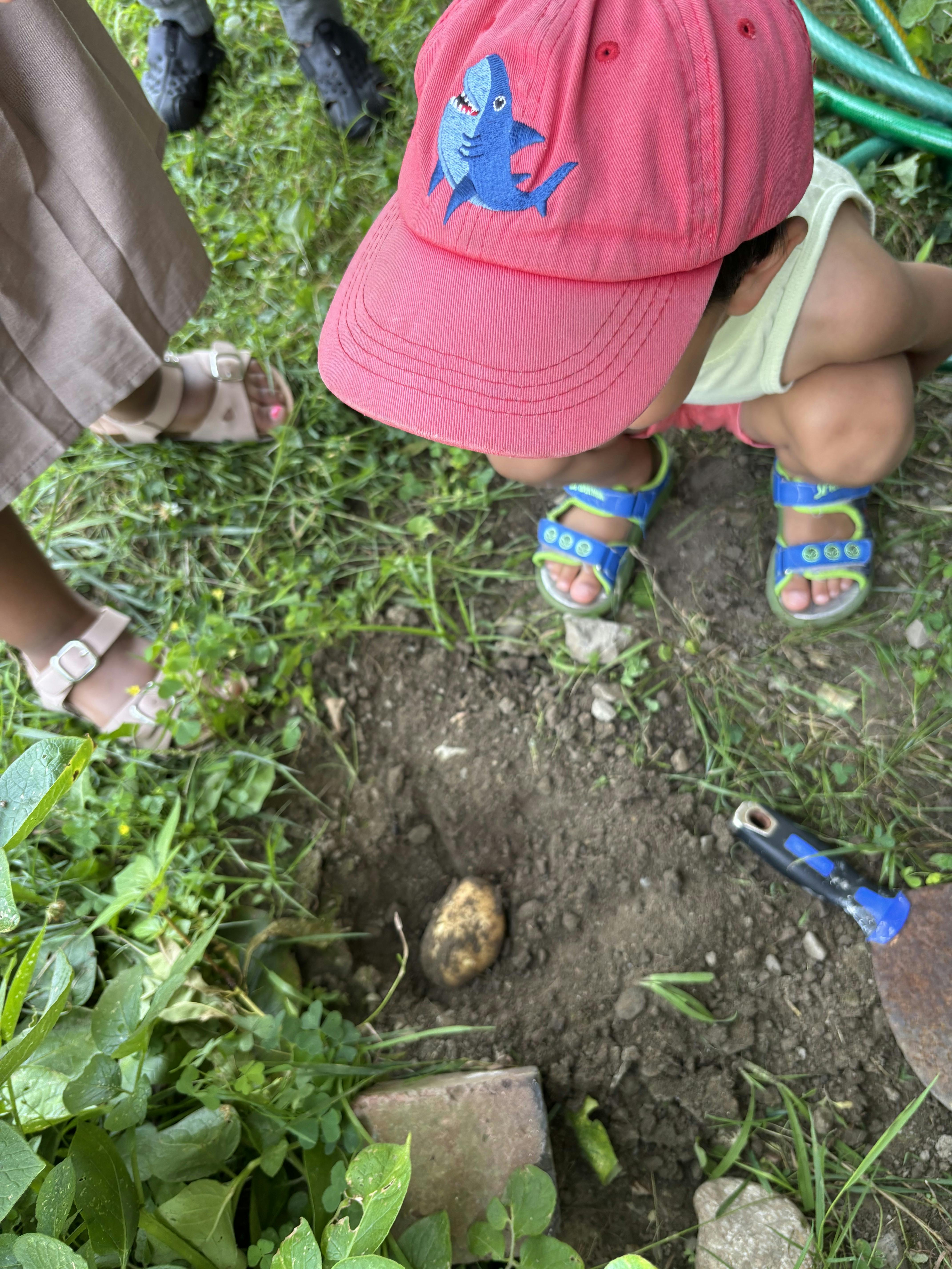 Child kneeling to look at a potato in a hole in the ground