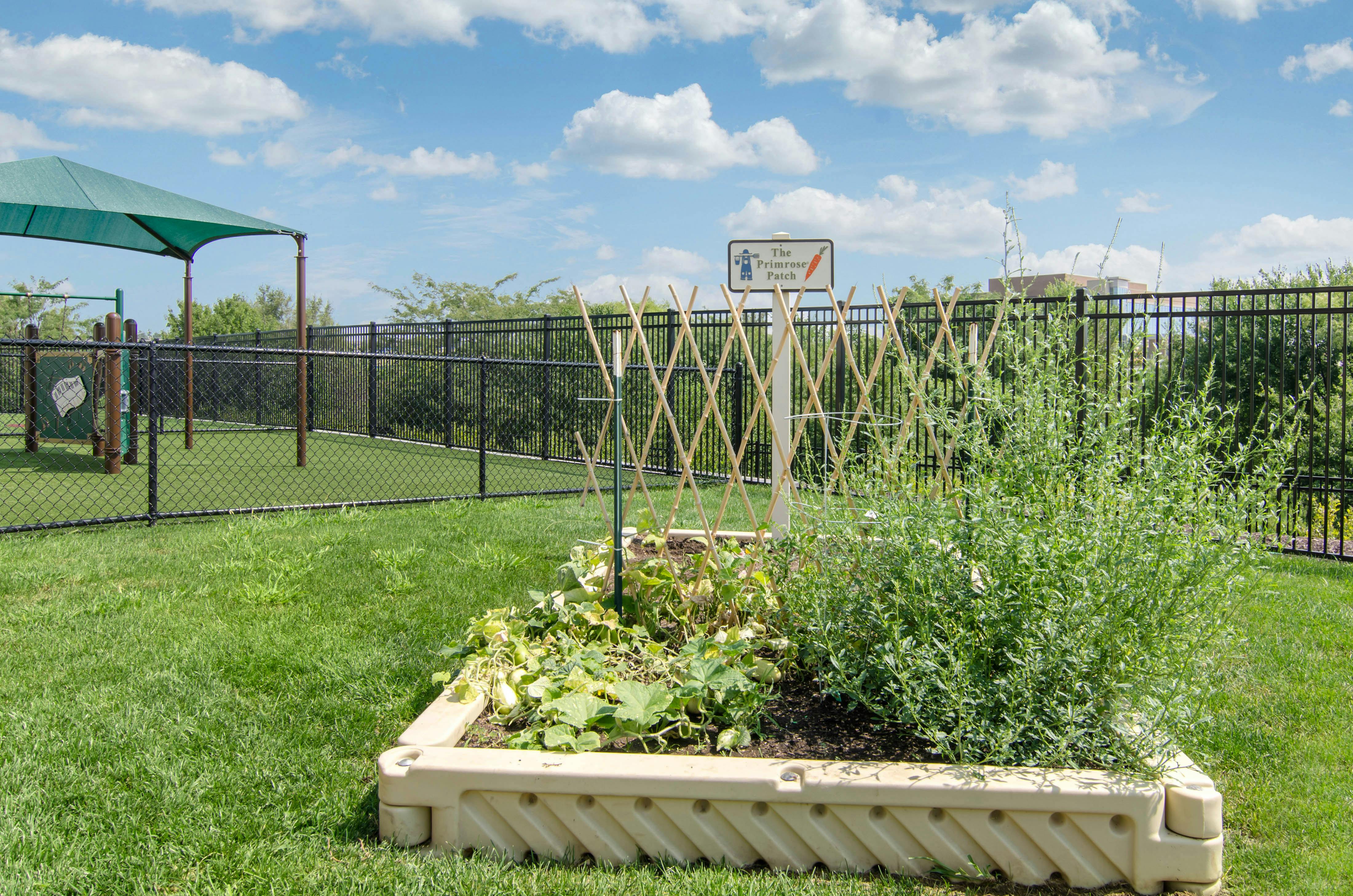 A raised garden bed with green plants and a sign reading "The Primrose Patch"