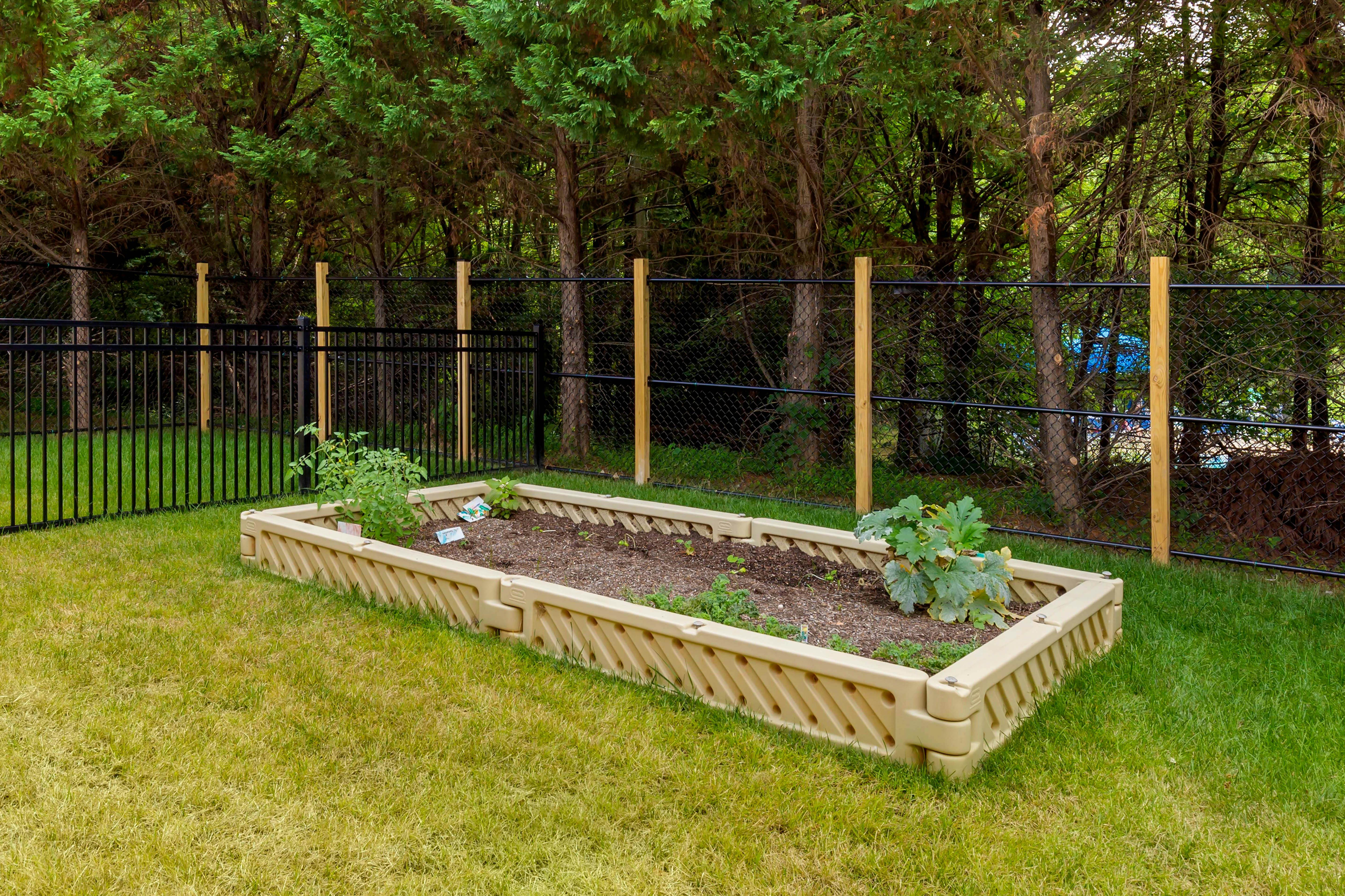 Raised garden bed in a yard with small plants and a black fence