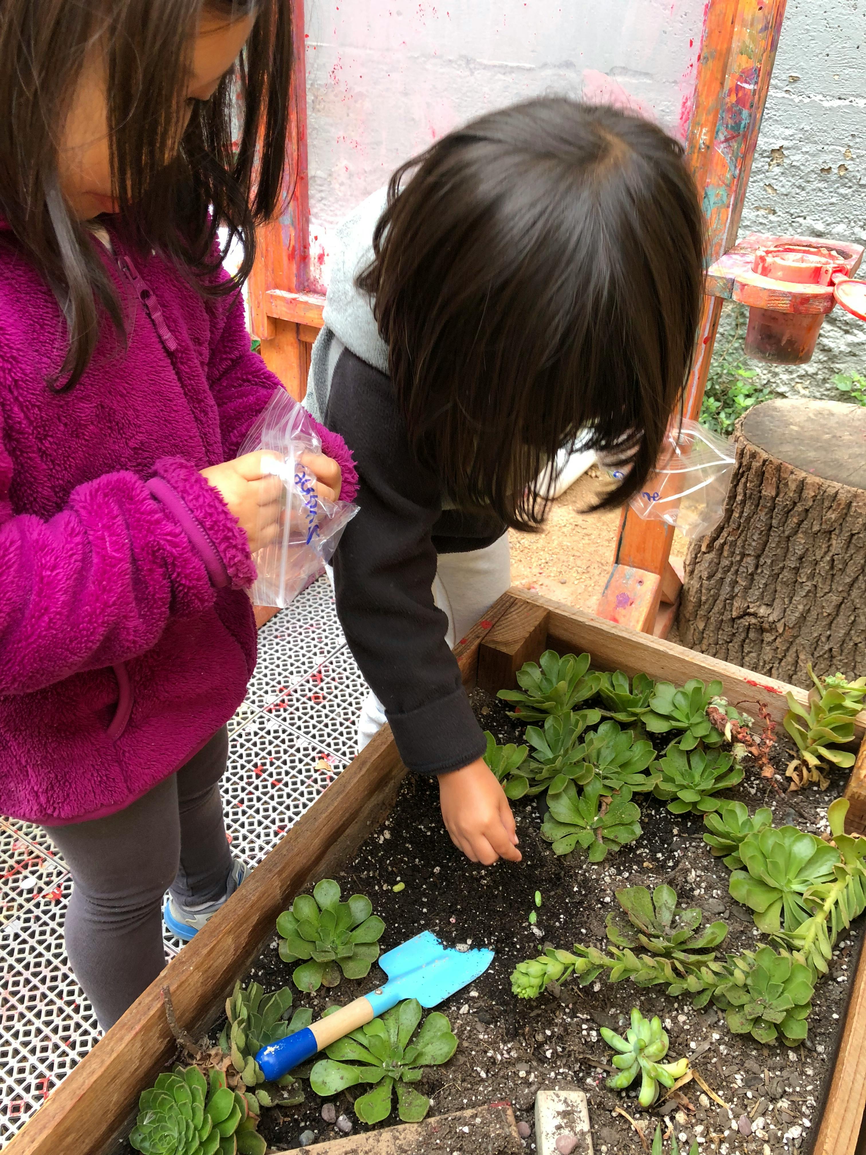 Two children planting succulents in a raised garden bed
