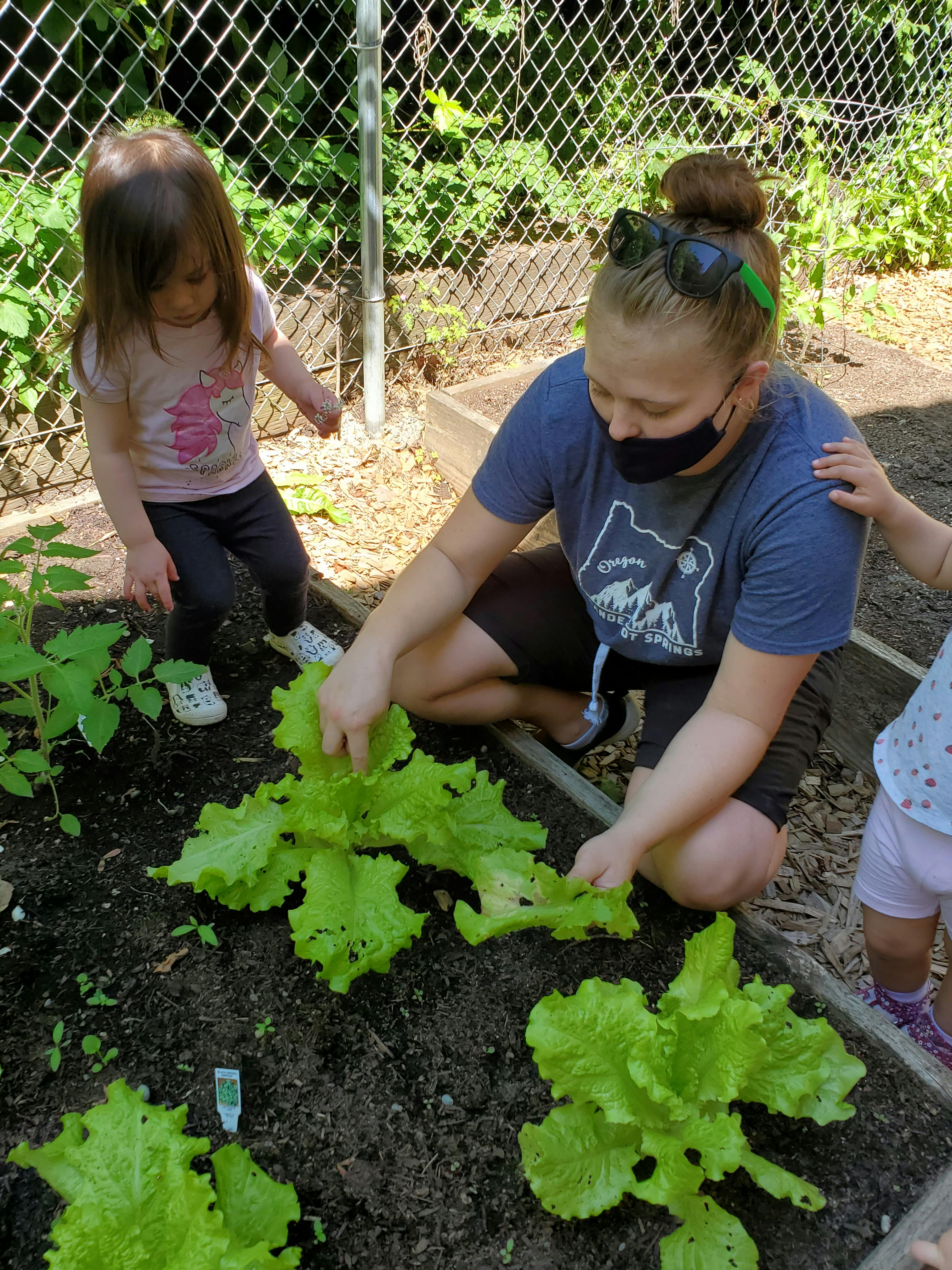 Person and child harvesting lettuce in a garden