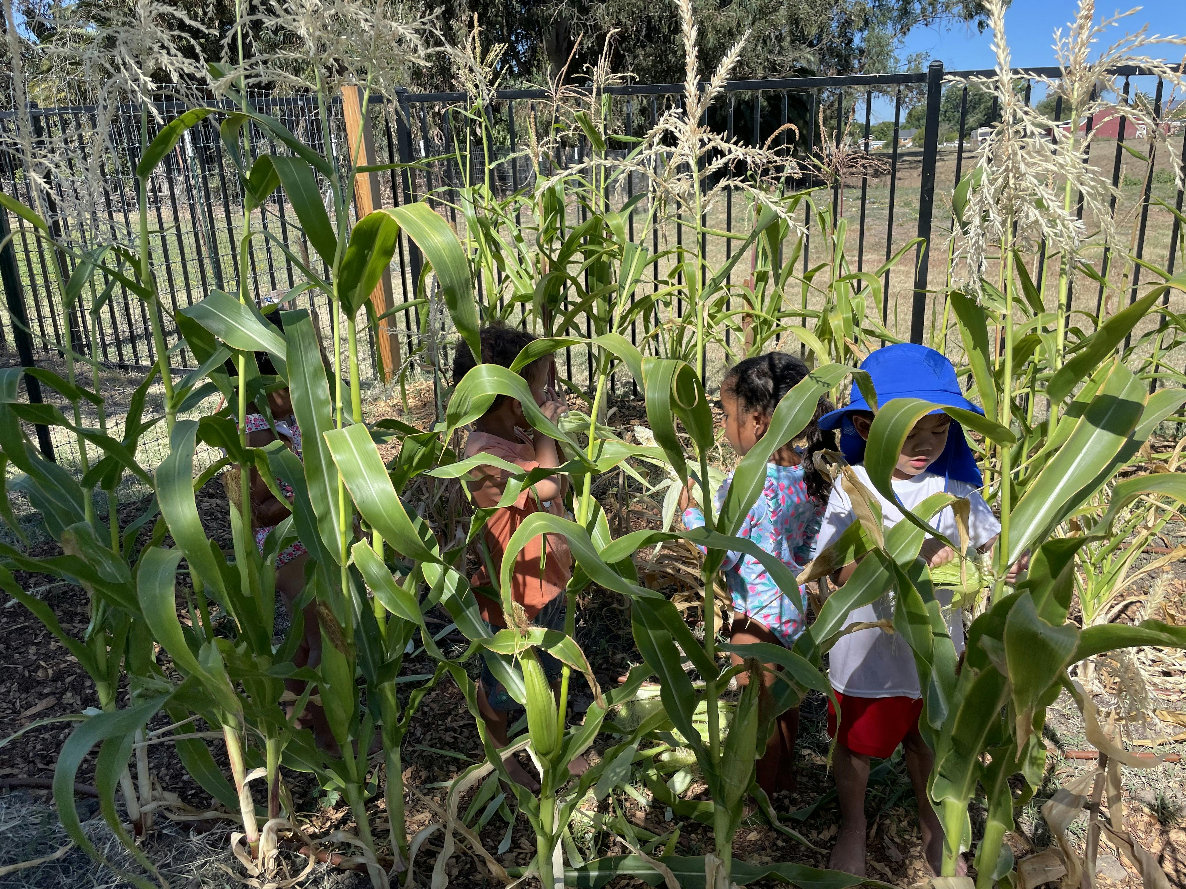 Children exploring a small backyard corn patch