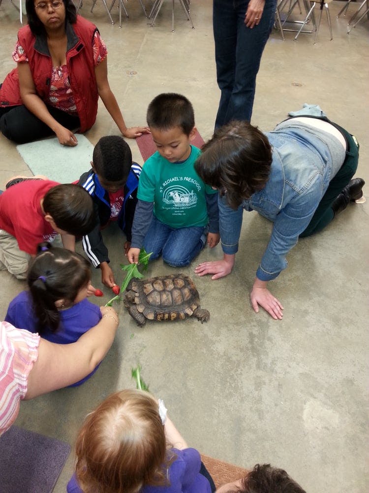 Children and adults gathered around a tortoise on the floor