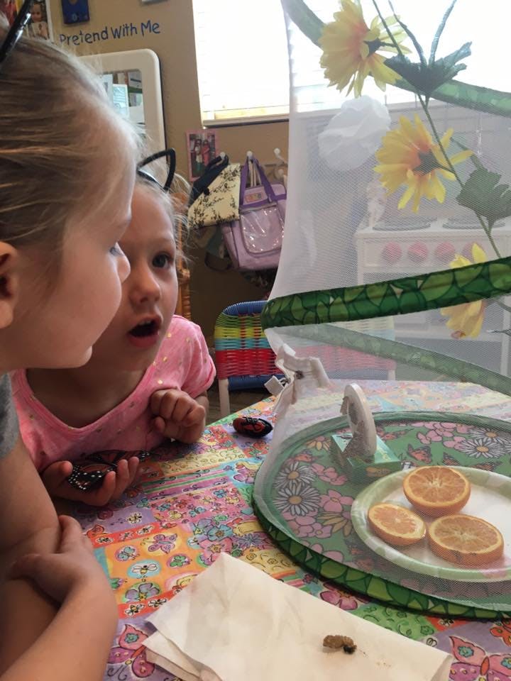 Two children looking at a butterfly habitat with orange slices