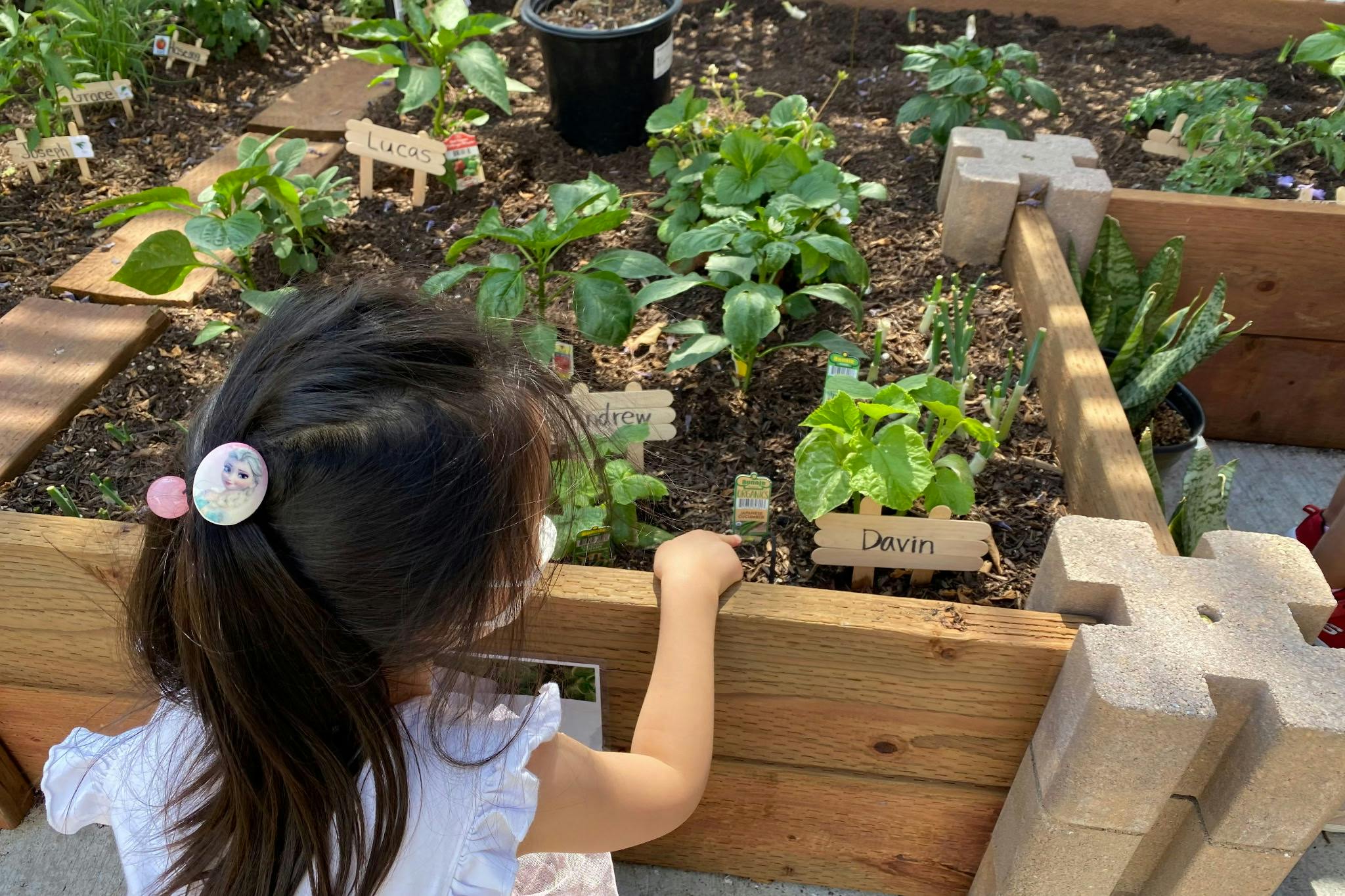 Child reaching toward a plant label in a wooden garden bed