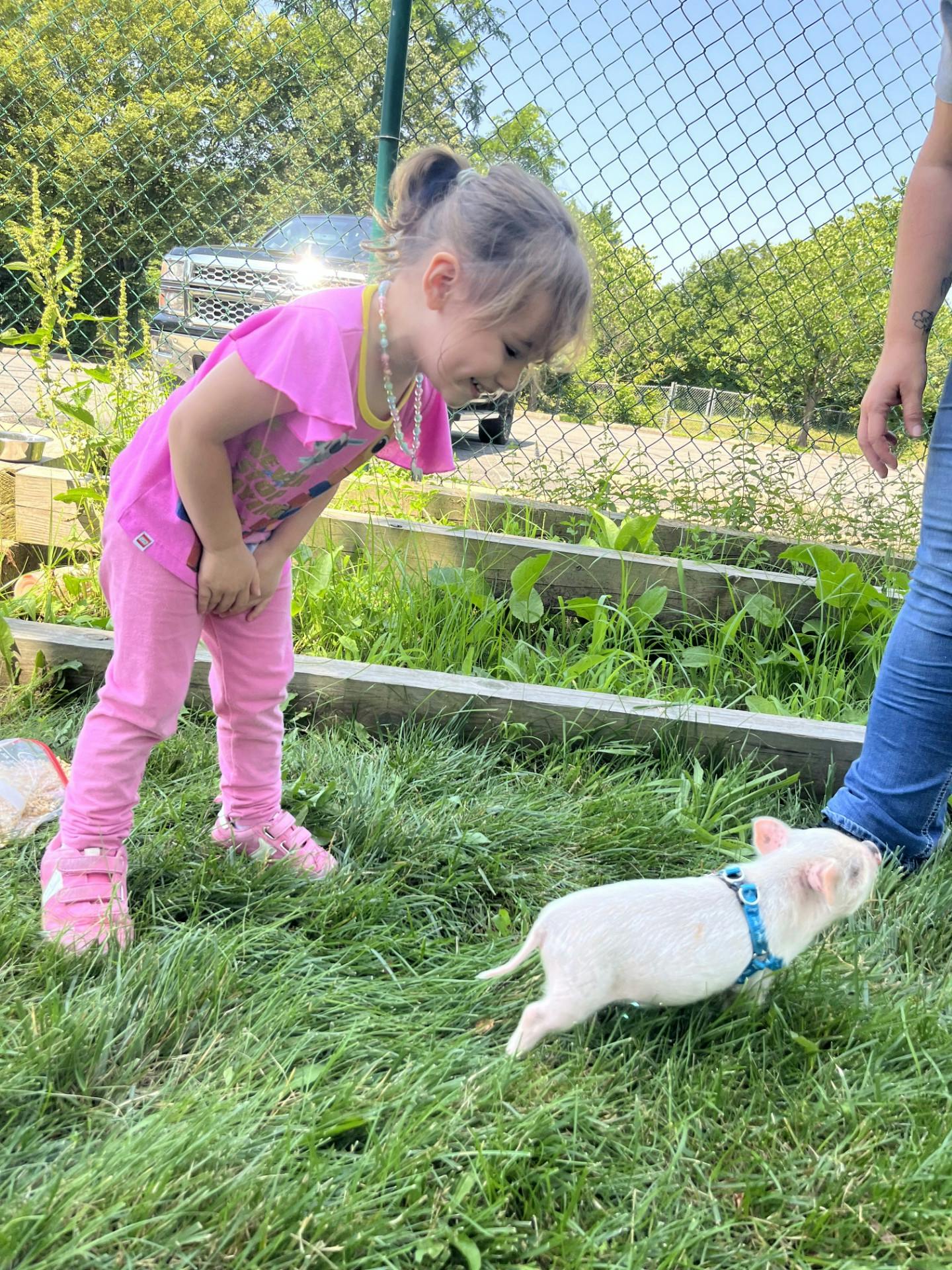 Child in pink looking at a small pig on a leash