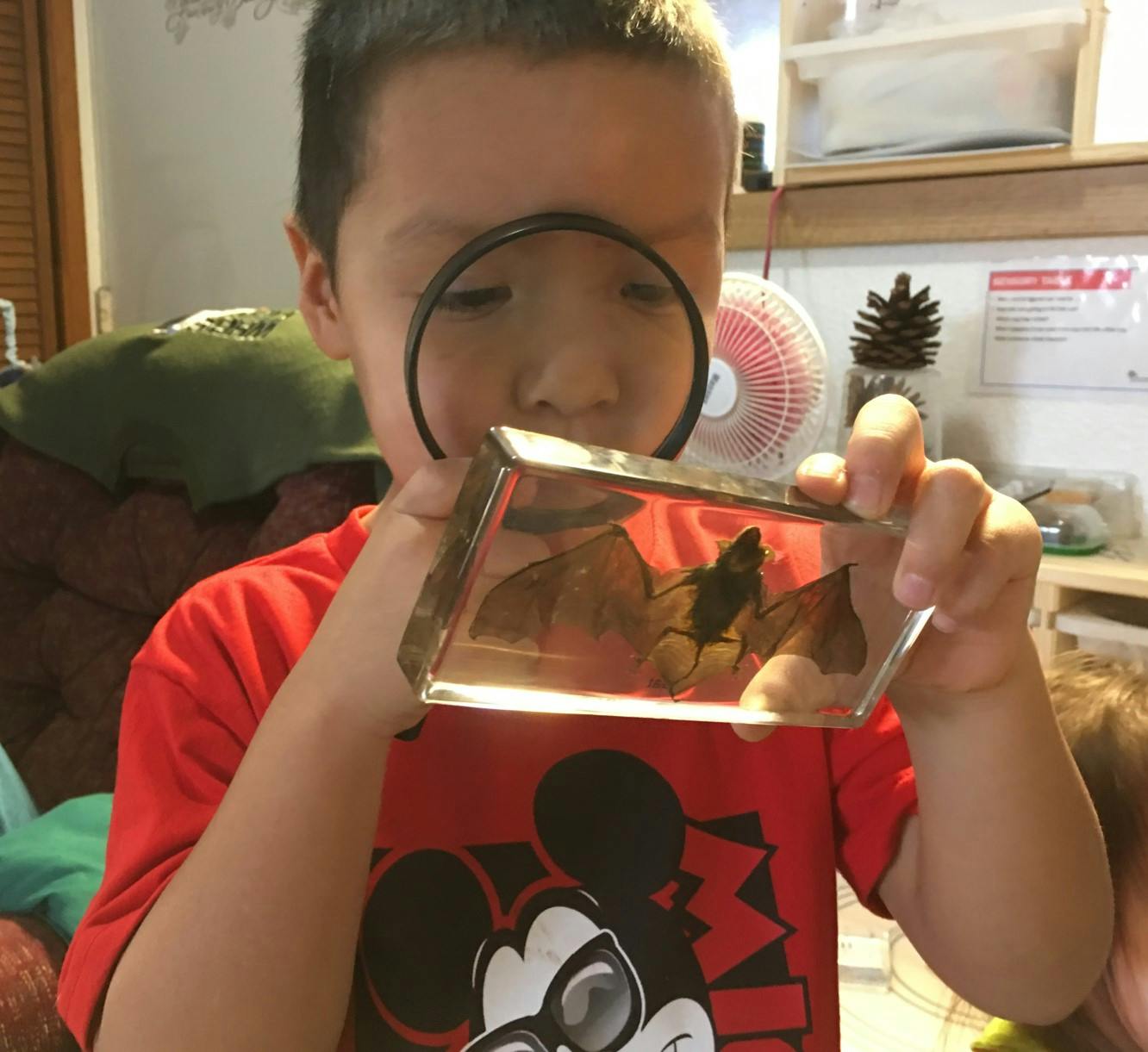 Child looking through a magnifying glass at an insect in a clear case