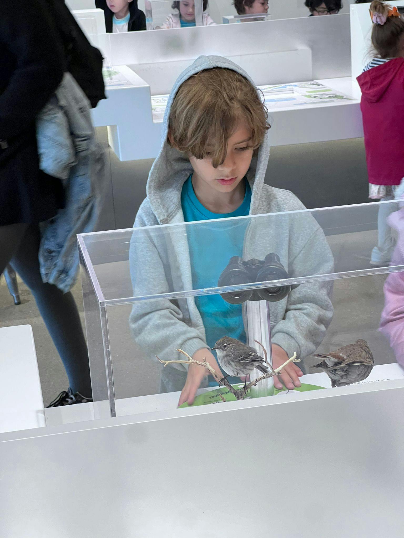 Child in a hoodie looking at birds in a clear display case