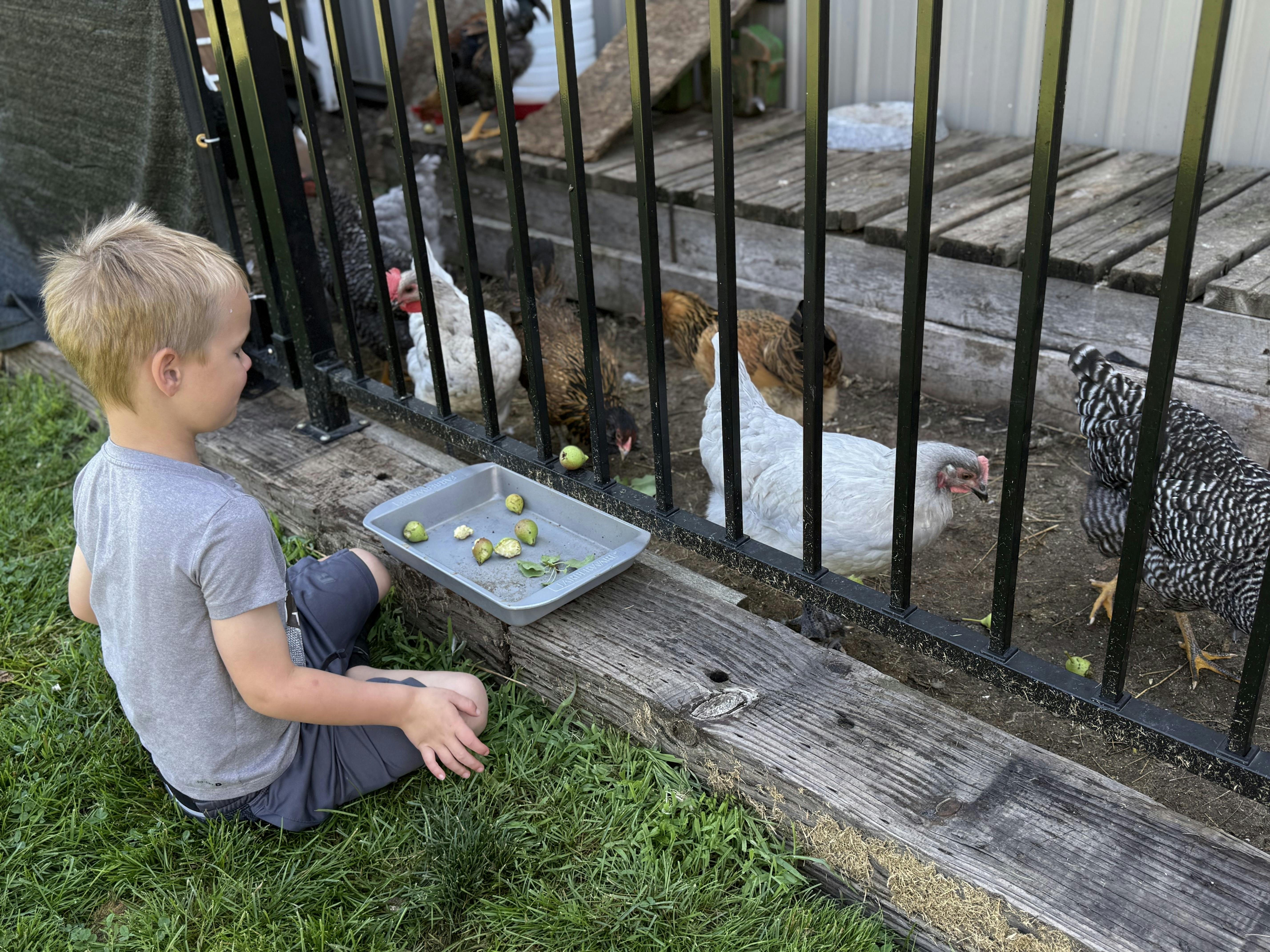 Child sitting on grass feeding chickens through a fence
