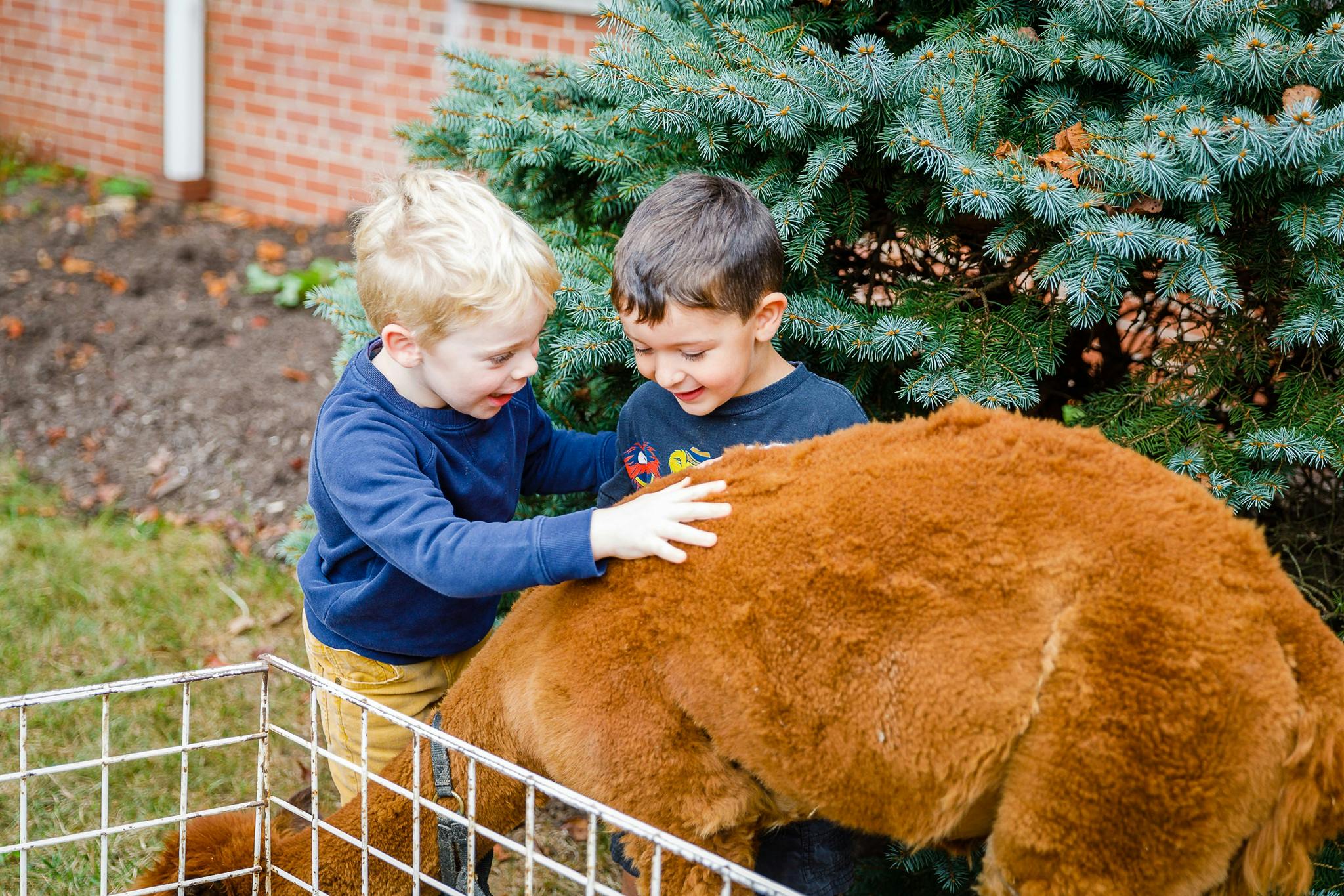 Two children petting a brown animal in an enclosure