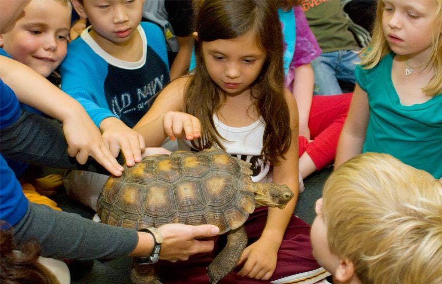 Children gathered around a person holding a tortoise, some touching its shell