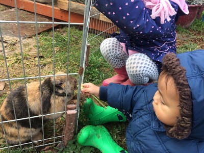 Child feeding a guinea pig through a cage